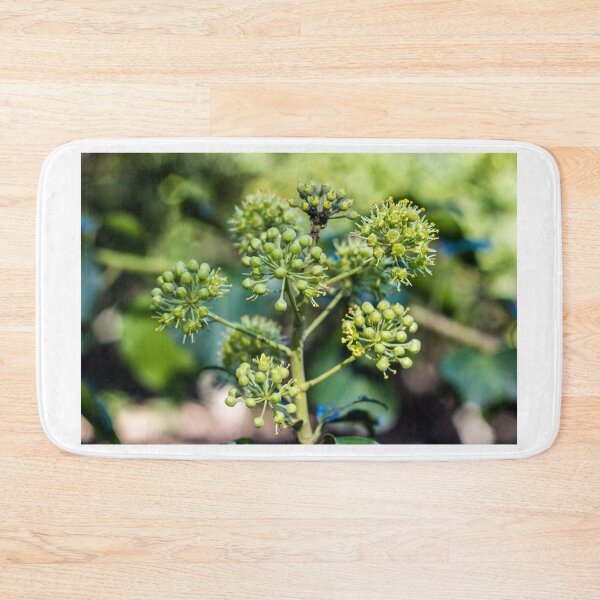 Item preview, Green Ivy Flower Buds Macro Close-Up in Garden With Bokeh Background and Spring Growth designed and sold by Nmallia.