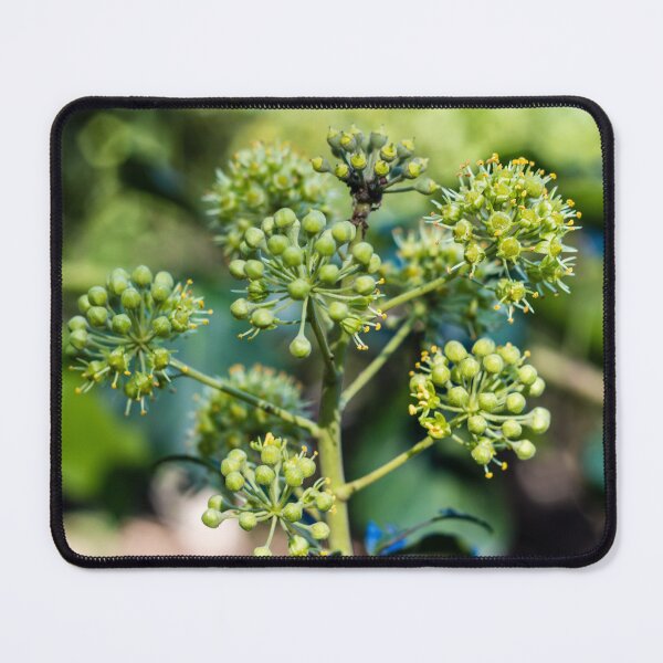 Item preview, Green Ivy Flower Buds Macro Close-Up in Garden With Bokeh Background and Spring Growth designed and sold by Nmallia.