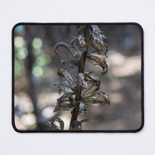 Item preview, Dried Plant Stem With Curled Seed Pods In Forest Bokeh Macro Photo Autumn Decay designed and sold by Nmallia.