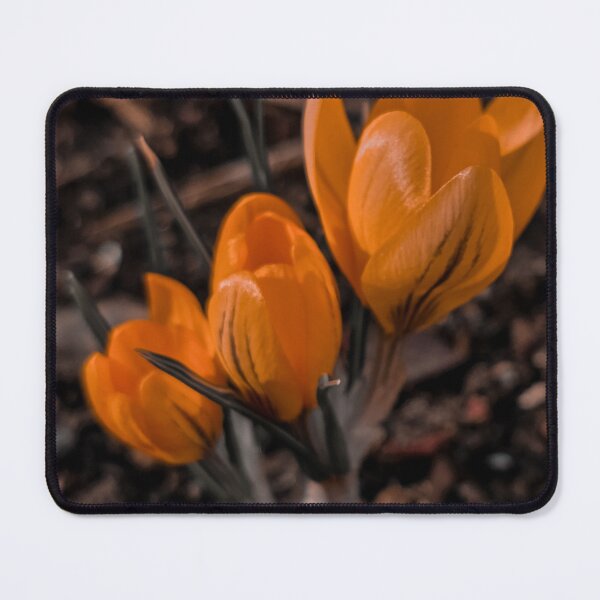 Item preview, Golden Crocus Flowers | Spring Nature Photography Description designed and sold by TatinkaArtskill.