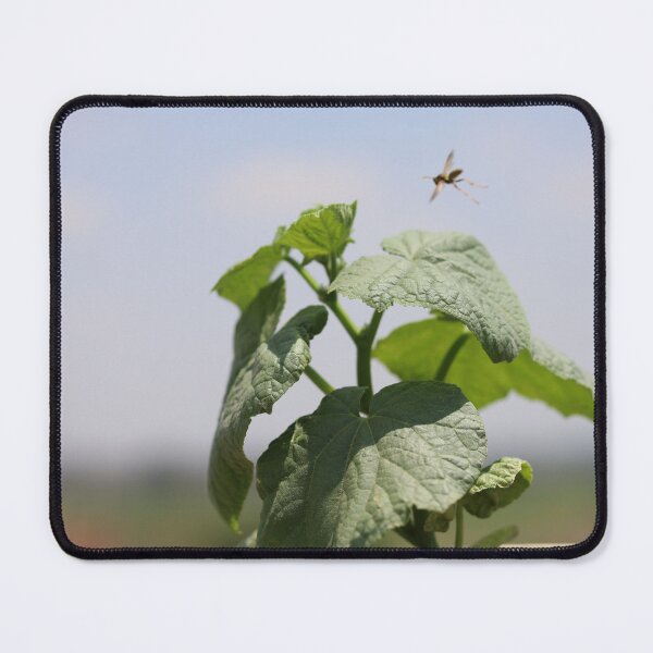 Item preview, Wasp Hovering Over Cucumber Plant designed and sold by zuhairiphotos.