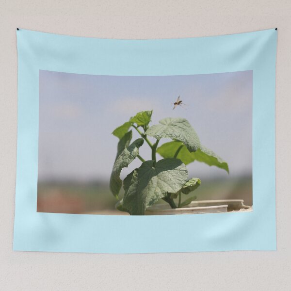 Item preview, Wasp Hovering Over Cucumber Plant designed and sold by zuhairiphotos.