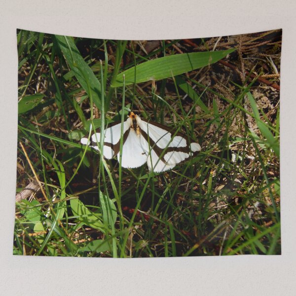 Item preview, Lacontes Haploa Moth in Grass designed and sold by gistinker.