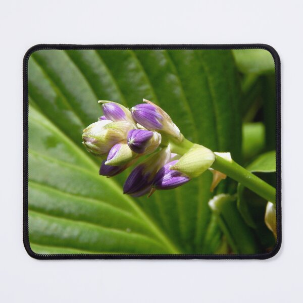 Item preview, Hosta Buds designed and sold by gistinker.
