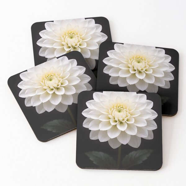Item preview, Elegant White Dahlia Flower Botanical Bloom designed and sold by bellaever.