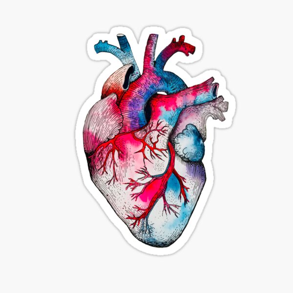 My Candy Coloured Heart - anatomical heart watercolour and pen Sticker