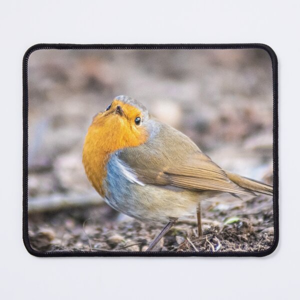 Item preview, Robin posing on the ground designed and sold by LeSiPhoto.