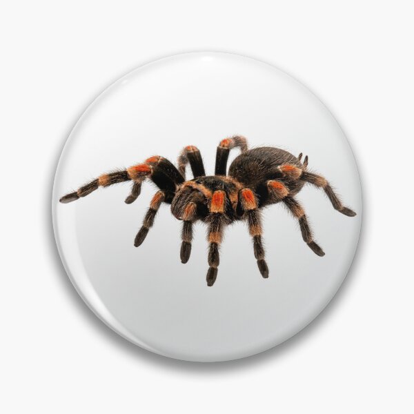 Item preview, Red-knee tarantula designed and sold by Chaoscience.