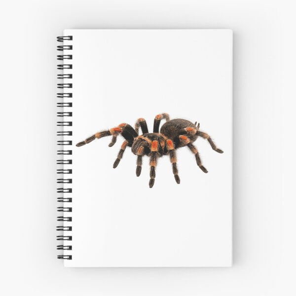 Item preview, Red-knee tarantula designed and sold by Chaoscience.