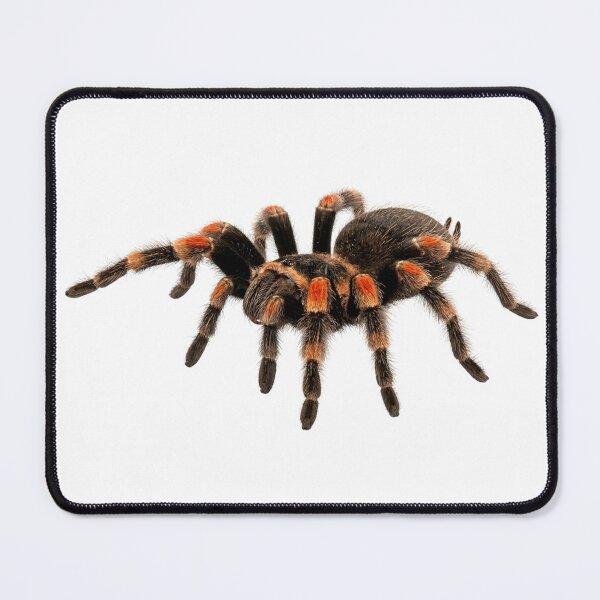 Item preview, Red-knee tarantula designed and sold by Chaoscience.