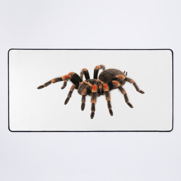 Item preview, Red-knee tarantula designed and sold by Chaoscience.