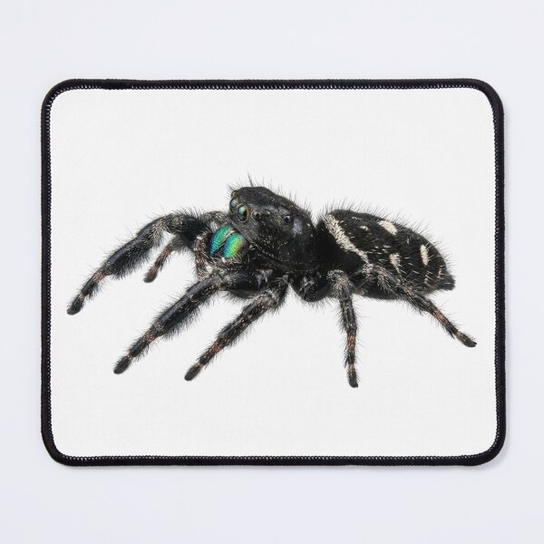 Item preview, Royal jumping spider designed and sold by Chaoscience.