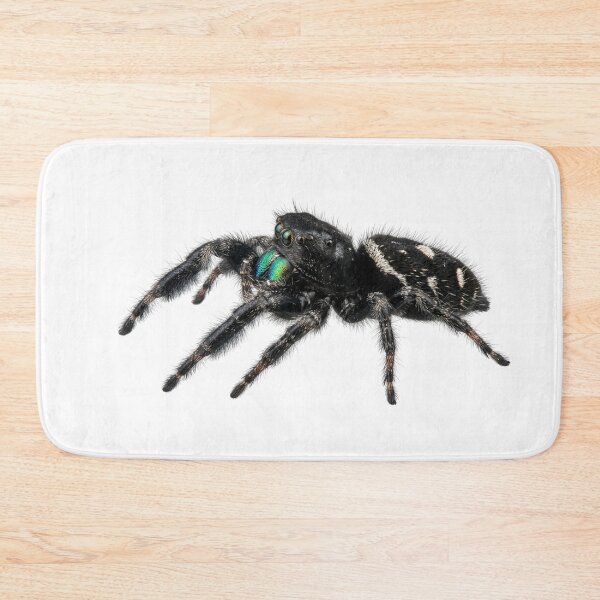 Item preview, Royal jumping spider designed and sold by Chaoscience.