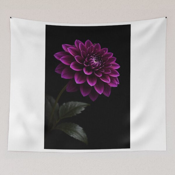 Item preview, Stunning Purple Dahlia Blossom on Black designed and sold by bellaever.