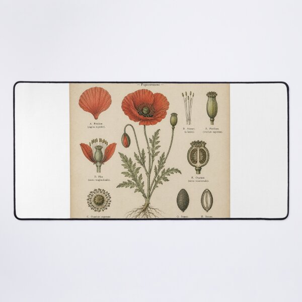 Item preview, Vintage Botanical Poppy Illustration designed and sold by Girlsale.