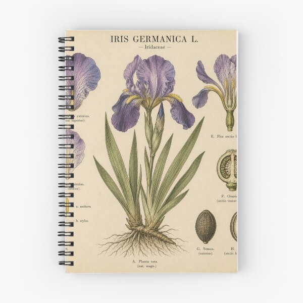 Aperçu de l'œuvre Illustration botanique vintage d'iris violet créée et vendue par Girlsale.