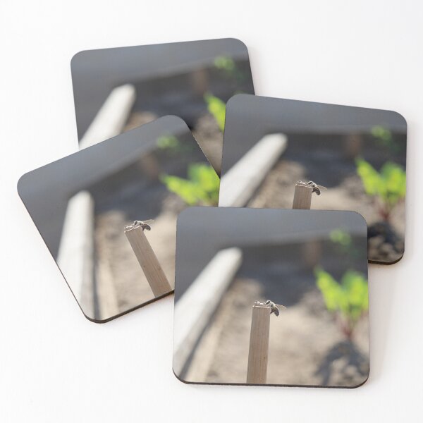 Item preview, Honey Bee Resting on a Wooden Stake in a Garden designed and sold by zuhairiphotos.