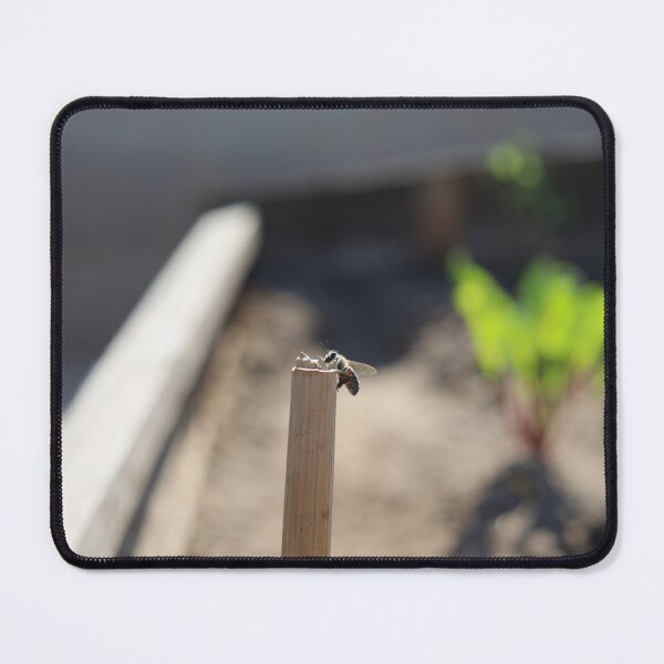 Item preview, Honey Bee Resting on a Wooden Stake in a Garden designed and sold by zuhairiphotos.