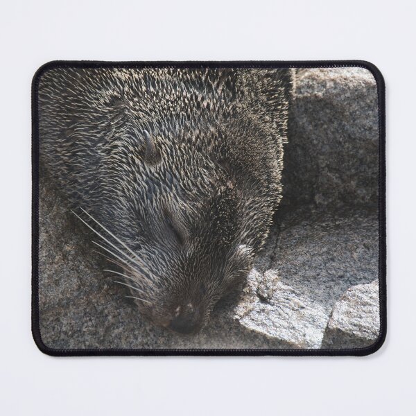 Item preview, Seal sleeping designed and sold by beerman70.