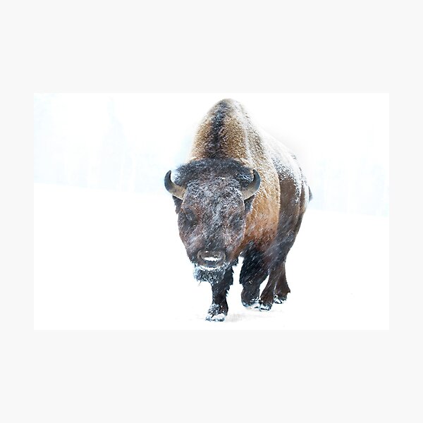 Buffalo in winter Photographic Print
