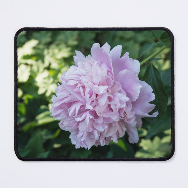 Item preview, Fully Opened Peony Flower in Pale Pink designed and sold by Georgia Mizuleva.