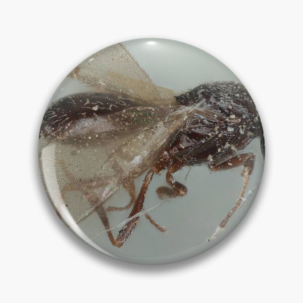 Item preview, California Beetle Drawing | Insect Art designed and sold by GammaRay.