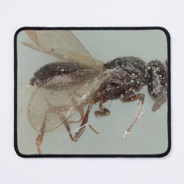 Item preview, California Beetle Drawing | Insect Art designed and sold by GammaRay.