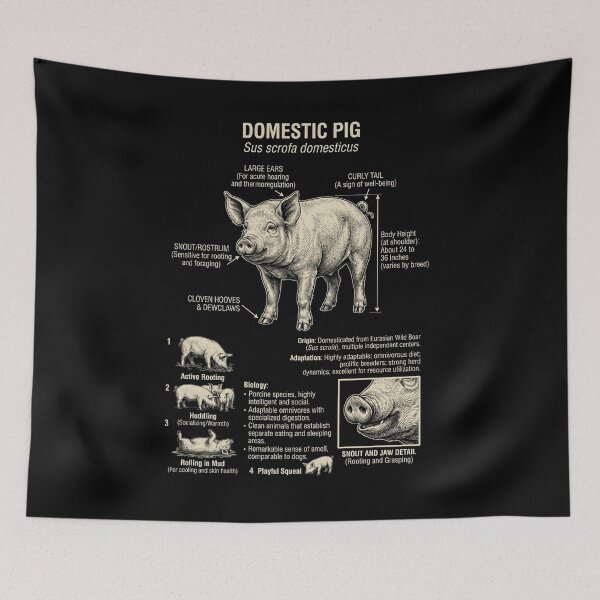 Aperçu de l'œuvre Anatomie scientifique du porc, biologie, amoureux des animaux créée et vendue par Kimberley King Art King Art.