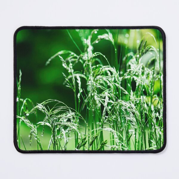 Item preview, Morning dew on green ears of grass. designed and sold by NaturePhotography.