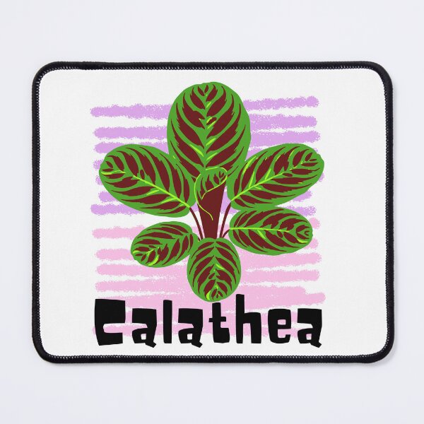 Item preview, Calathea_4 designed and sold by PlantSholic.
