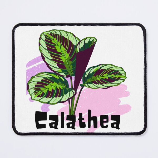 Item preview, Calathea_5 designed and sold by PlantSholic.