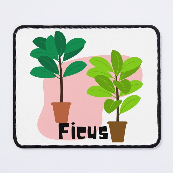 Item preview, Ficus_2 designed and sold by PlantSholic.