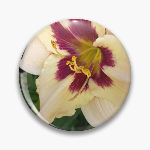 Item preview, Cream Daylily With Purple Center designed and sold by PhuongVoArt.