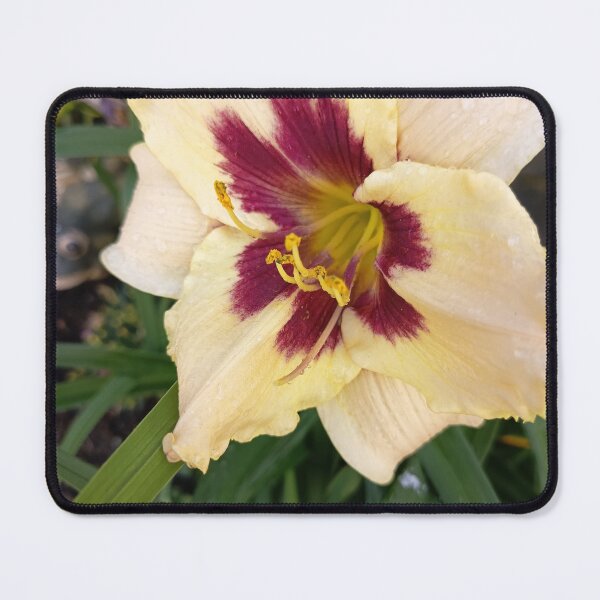 Item preview, Cream Daylily With Purple Center designed and sold by PhuongVoArt.