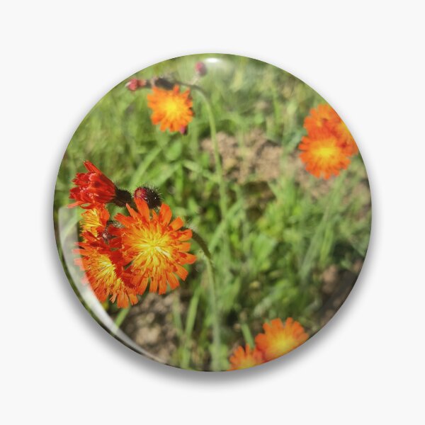 Item preview, Orange Hawkweed Wildflower Bloom designed and sold by PhuongVoArt.
