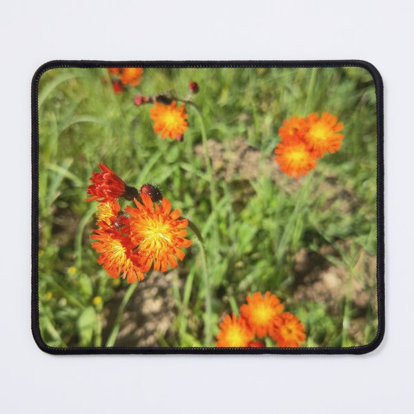 Item preview, Orange Hawkweed Wildflower Bloom designed and sold by PhuongVoArt.
