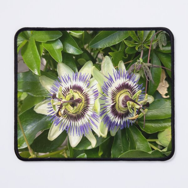 Item preview, Passion Flower Twin Blooms designed and sold by PhuongVoArt.