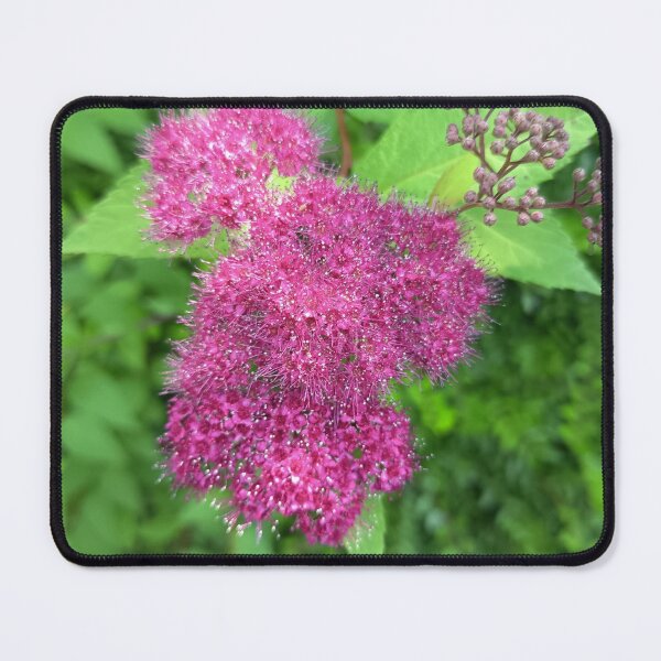 Item preview, Pink Spirea Flower Cluster designed and sold by PhuongVoArt.