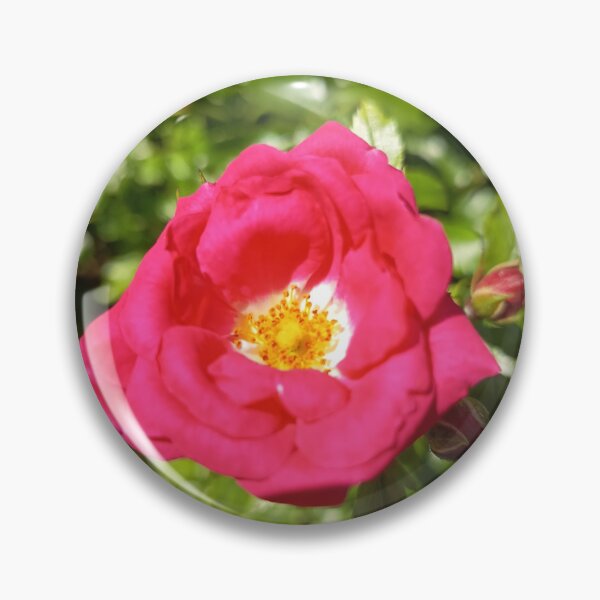 Artikelvorschau, Pink Rose Blossom Closeup entworfen und verkauft von PhuongVoArt.