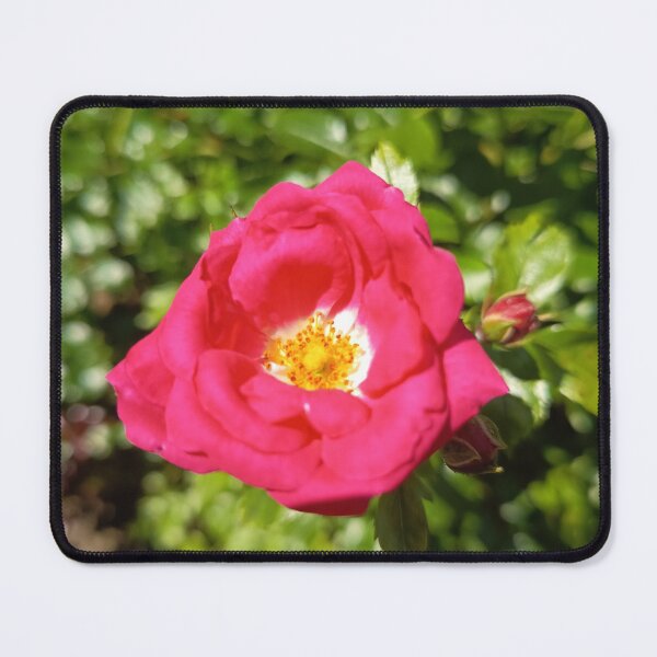 Item preview, Pink Rose Blossom Closeup designed and sold by PhuongVoArt.
