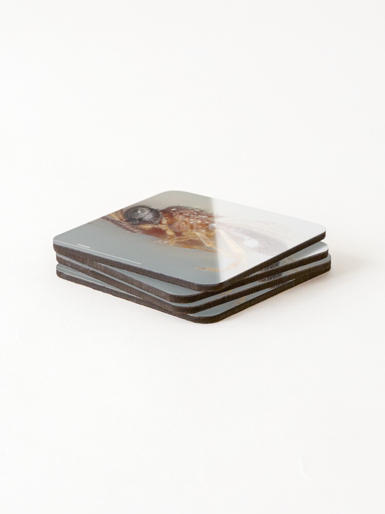 Thumbnail 4 of 5, Coasters (Set of 4), Spiny Insect Drawing | Insect Art designed and sold by GammaRay.