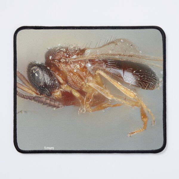 Item preview, Spiny Insect Drawing | Insect Art designed and sold by GammaRay.