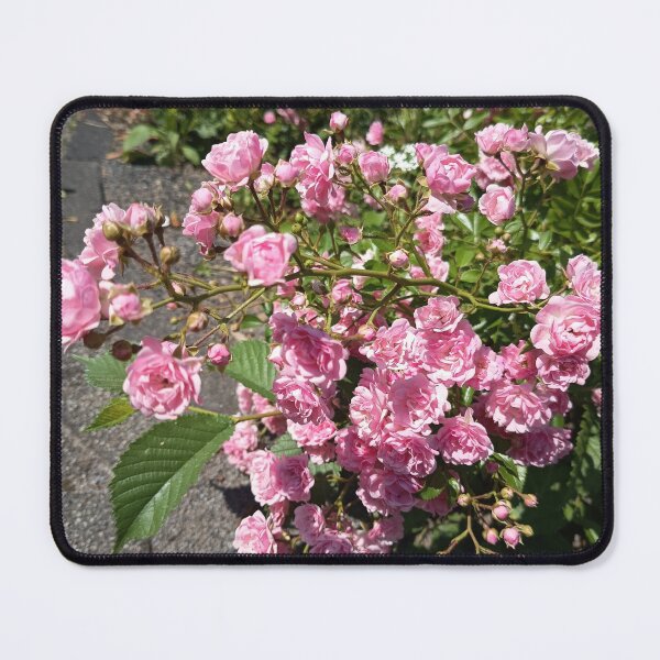 Item preview, Pink Climbing Rose Blossoms designed and sold by PhuongVoArt.