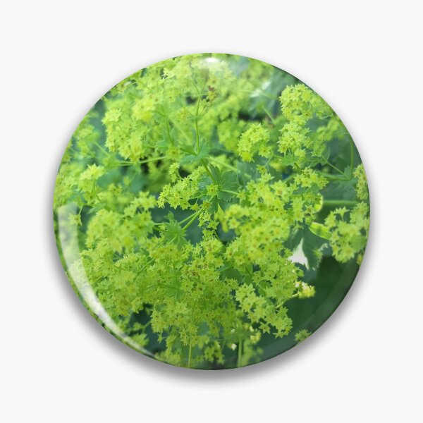 Item preview, Lady's Mantle Lime Blossoms designed and sold by PhuongVoArt.