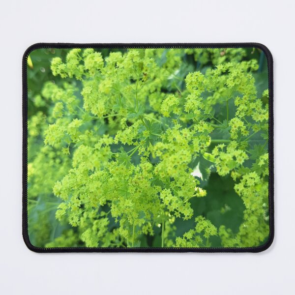 Item preview, Lady's Mantle Lime Blossoms designed and sold by PhuongVoArt.