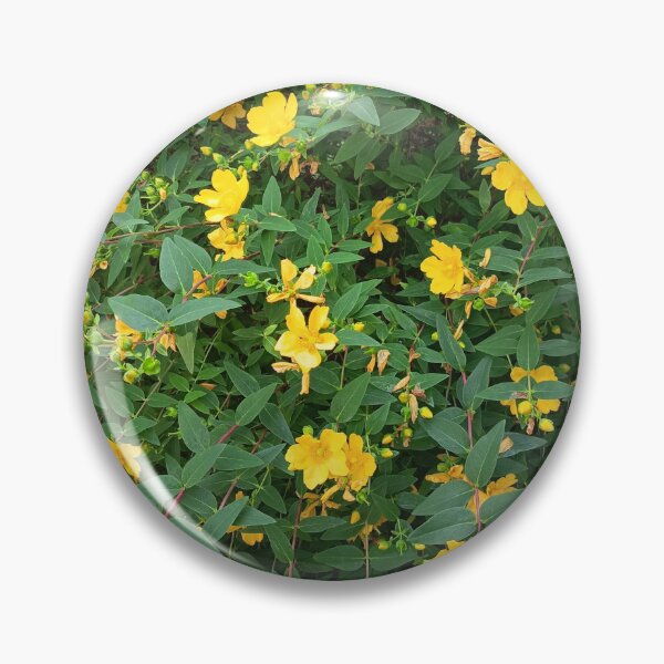 Artikelvorschau, Yellow St Johns Wort Blossoms entworfen und verkauft von PhuongVoArt.