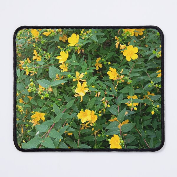 Item preview, Yellow St John's Wort Blossoms designed and sold by PhuongVoArt.