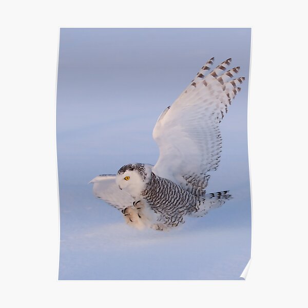 Touchdown - Snowy Owl Poster