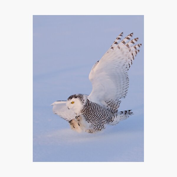 Touchdown - Snowy Owl Photographic Print