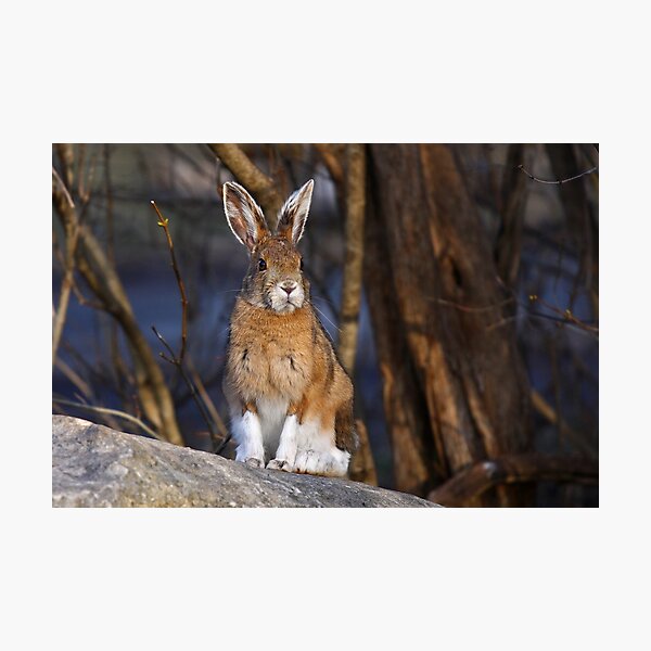 This Rabbit Rocks - Snowshoe Hare Photographic Print